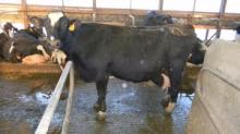 Brown Swiss Pregnant Cattle