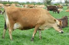 Live Jersey Cattle
