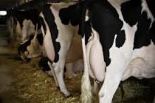 Live Dairy Holstein Cow