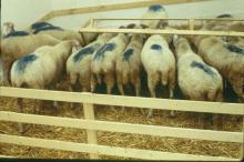 Export Live Sheep and Cattle