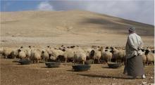 Cheap  LiveStock  Sheep ,Goats &  Cows 