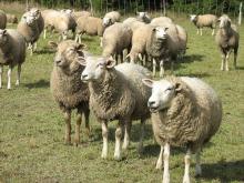 Live Sheep from Different Origins