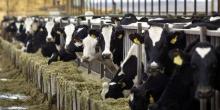 Alive Dairy Holstein Cow