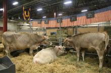Alive Brown Swiss Pregnant Cattle