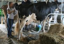 Alive High Milking Holstein Heifers
