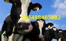 holstein heifers cattlel/ live sheep for sale