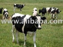 Healthy Pregnant Holstein Heifers Cattle For Sale