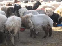  Live  FAT TAIL  SHEEP 