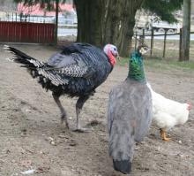 Free living black Turkeys