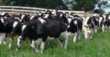 best Live Cows for sale