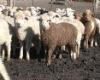 live Cattle& Goats for sale