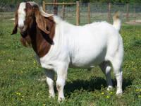  Sheep   Goat  Ram Lamb Live Meat