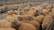 Live Lambs for sale 25-40 kg