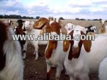 Boer Goats