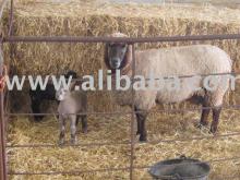 sheep , lamb , live stock , baby cow , baby  bull  ,  meat 