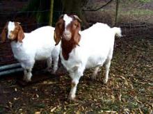 100% Full Blood Boer Goats,live Sheep, Cattle, Lambs