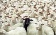 Sell Live Sheep from Different Origins and Real Sources