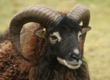 Goat from Turkey