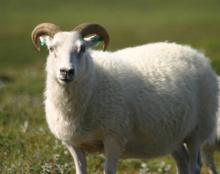 Goats,live Sheep, Cattle, Lambs at compatetive price