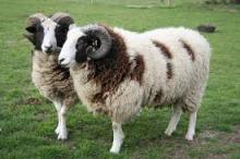 100% Full Blood Boer Goats,live Sheep, Cattle,  Lamb s Ready for  export 