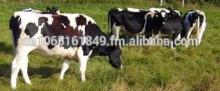 Healthy Pregnant Holstein Heifers Cattle For Sale