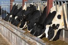 pregnant Friesian Holstein Cow for Sale