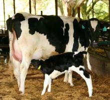 High Milking Holstein Heifers