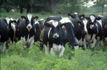 Alive Holstein Heifers  Livestock  for Ramadan