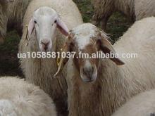 Cheap Assaf Sheep