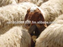 Fat Tail Awassi Sheep