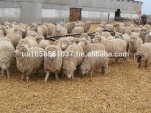 Cheap Askanian  Sheep 