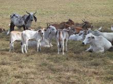 Live and Pregnant Boer Goats/Holstein heifers/Cows/Camels/Sheeps/Horse