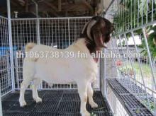 Live and Pregnant Boer Goats, Holstein heifers, Cows, Camels, Sheeps, Horse