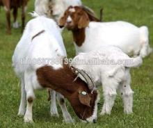 100% Full Blood Boer Goats,live Sheep, Cattle, Lambs