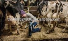 100% ALIVE SHEEP/ ALIVE LAMB/ LIVE CATTLE/ LIVE / PREGNANT HOLSTEIN HEIFERS