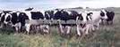  Pregnant   heifers  Holstein,Black Angus, Simmental live cattles