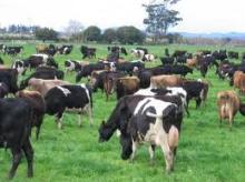 Jersey Friesian Dairy Cattle