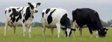 Pregnant Holstein Heifer Dairy cattle
