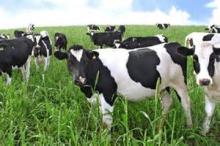 Heifers - Livestock -  Holstein -  Cattle 