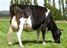 Pregnant Holstein Heifers Cattle and Dairy Cattle For Sale
