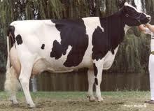 Live Dairy Holstein Cow