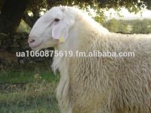 Alive Assaf Sheep