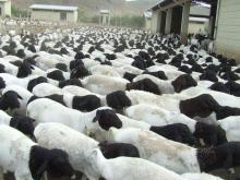 Sheep   live 