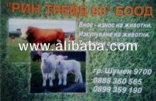 calves,sheeps,cows and  lamb s
