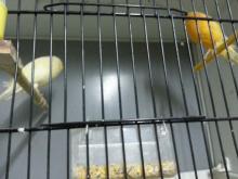 Yorkshire Canary Export for Indonesia And  Holland 