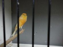 Yorkshire Canary from  Turkish  Local Breeders
