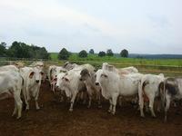 Live Brahman Cattle and Bulls