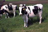 Live Dairy Cows and Friesian Holstein Cow for Sale
