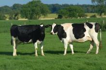 Live Dairy Cow for Sale
