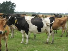 Cheap  LiveStock   Sheep  ,Goats & Cows
